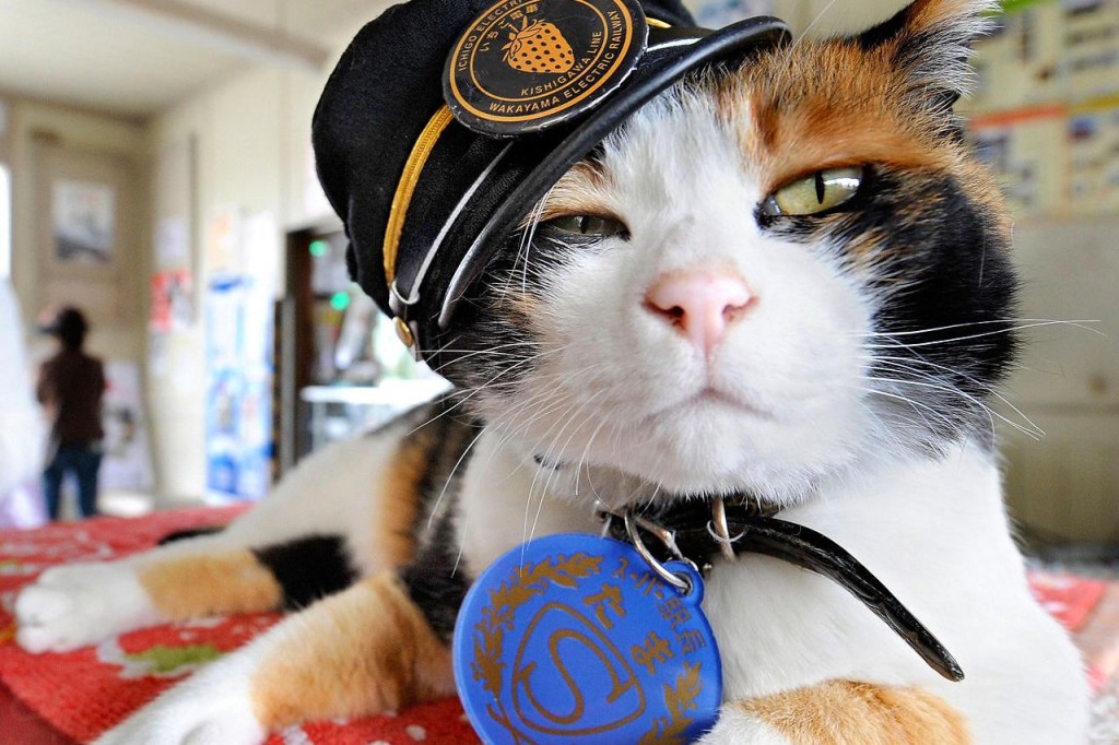 La gata Tama es oficialmente la jefa de la estación de Kishi, en Japón. Foto: Uludagsozluk gallery.